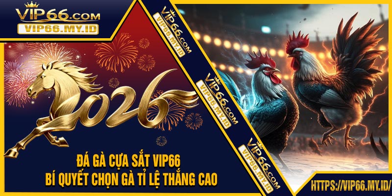 Đá Gà Cựa Sắt VIP66 - Bí Quyết Chọn Gà Tỉ Lệ Thắng Cao