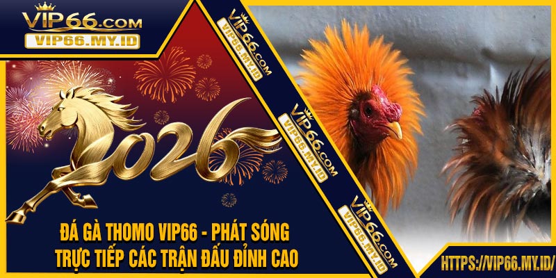Đá Gà Thomo VIP66 - Phát Sóng Trực Tiếp Các Trận Đấu Đỉnh Cao