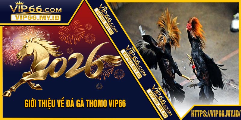 Giới Thiệu Về Đá Gà Thomo VIP66