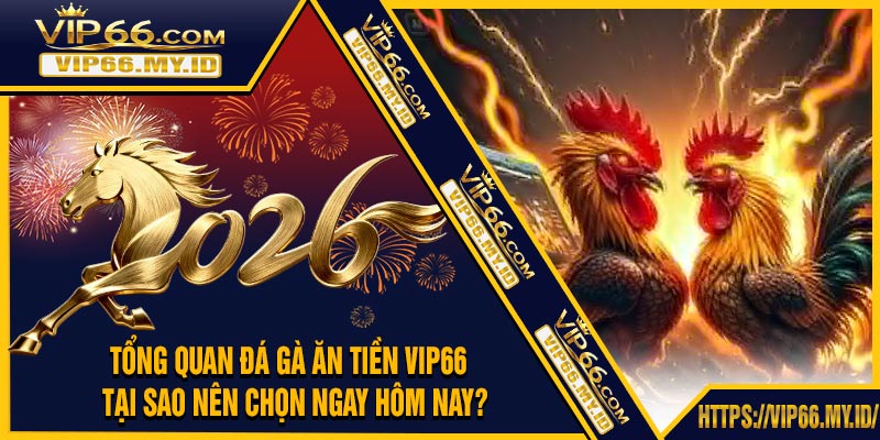 Tổng Quan Đá Gà Ăn Tiền VIP66 – Tại Sao Nên Chọn Ngay Hôm Nay?